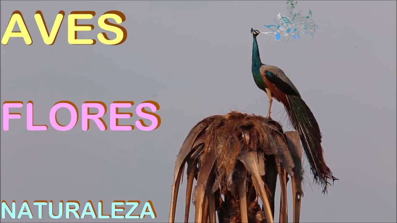 MIX BALADAS Y BACHATAS Pedro Pablo (videos naturaleza)