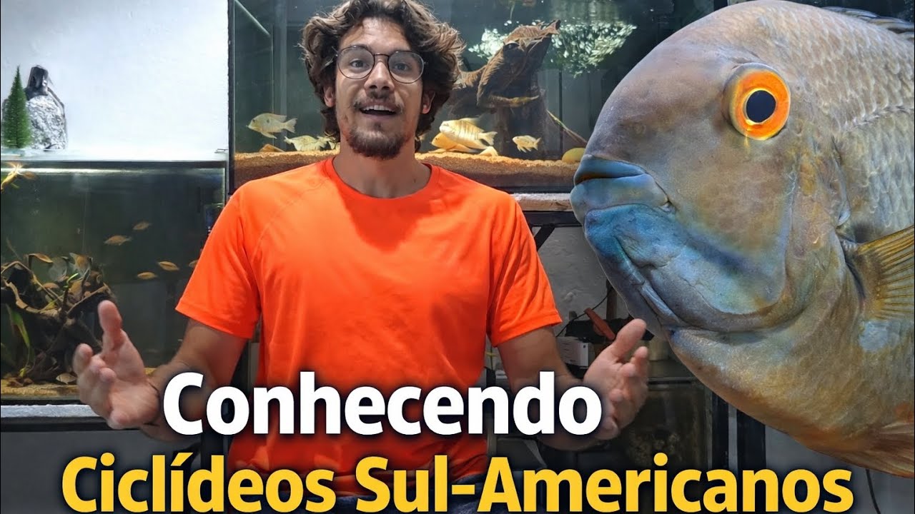 ACARÁ SEVERO, UM DOS CICLÍDEOS MAIS CONHECIDOS DO AQUARISMO (GENERO HEROS)