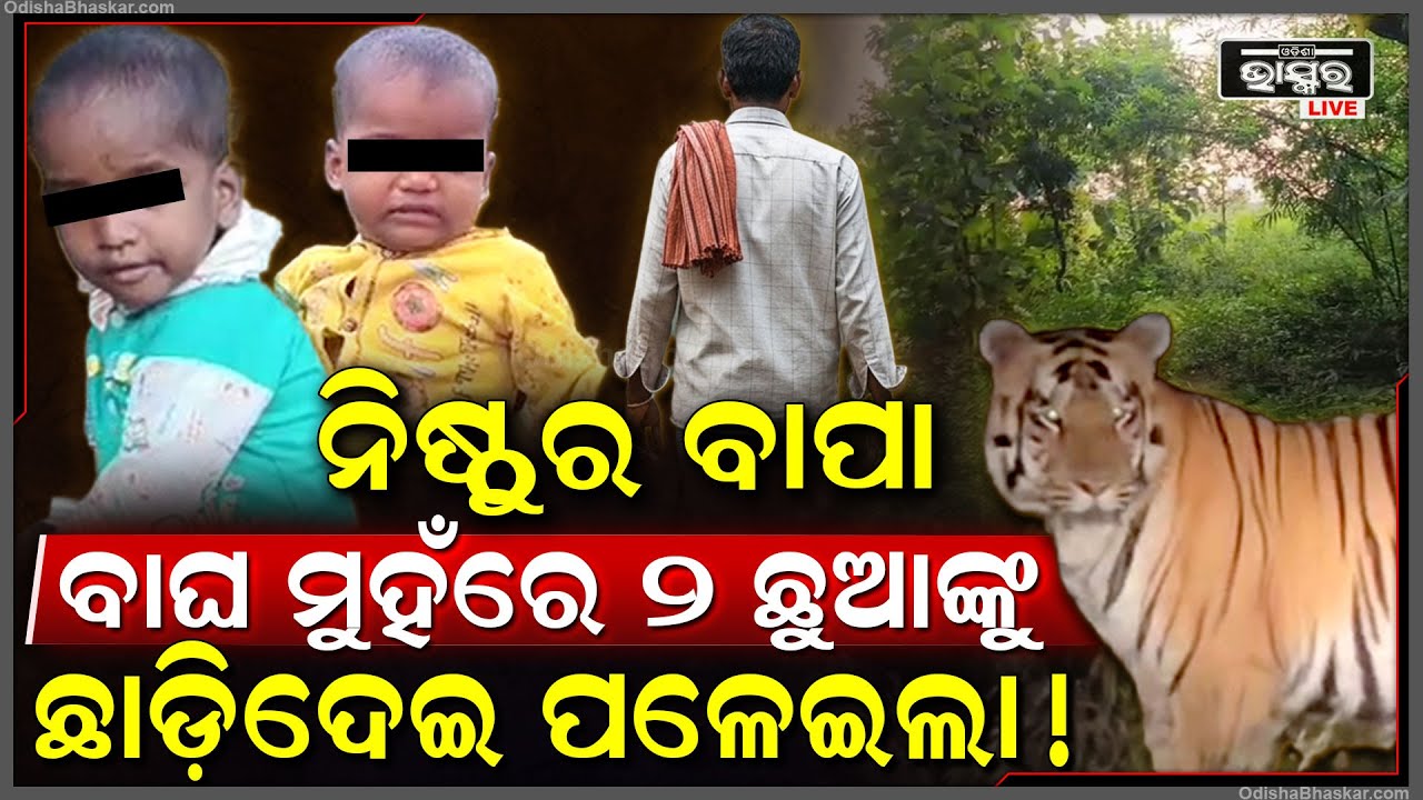 ନିଷ୍ଠୁର ବାପା ଘଞ୍ଚ ଜଙ୍ଗଲରେ ୨ ଛୁଆକୁ ବାଘ ମୁହଁରେ ଛାଡି ଦେଇ ଚାଲି ଆସିଲା, କାନ୍ଦୁଛନ୍ତି ୨ ଛୁଅ...