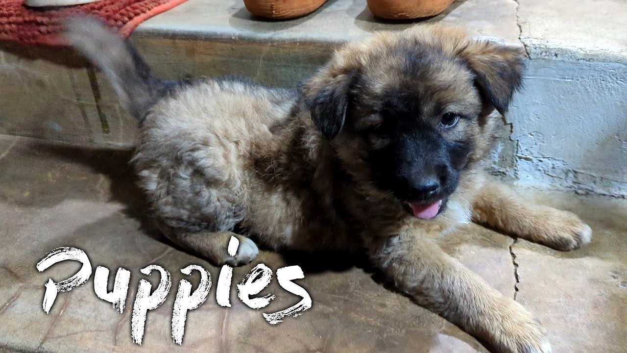 Attacked by Vietnamese Puppies!