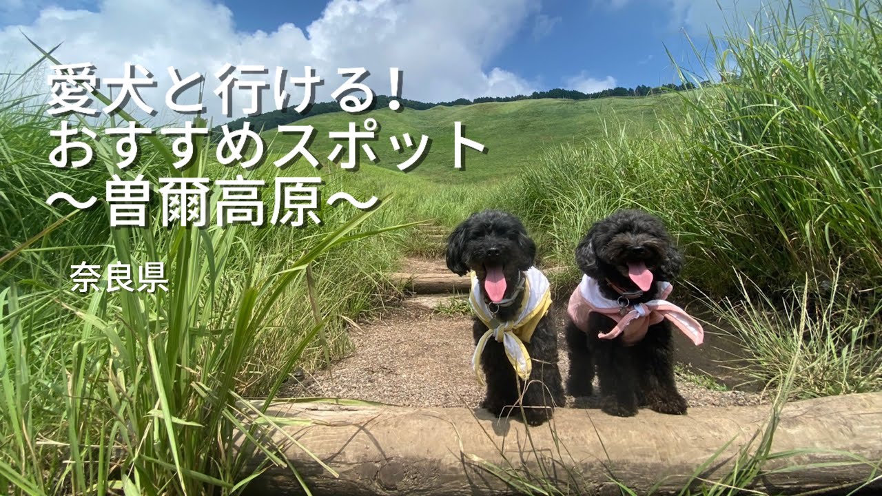 【愛犬とお出掛け】双子トイプードルとお散歩in奈良県の曽爾高原