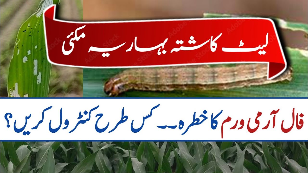 Solution of Fall Army Worm in late Sown Spring Maize || Pak Agriculture
