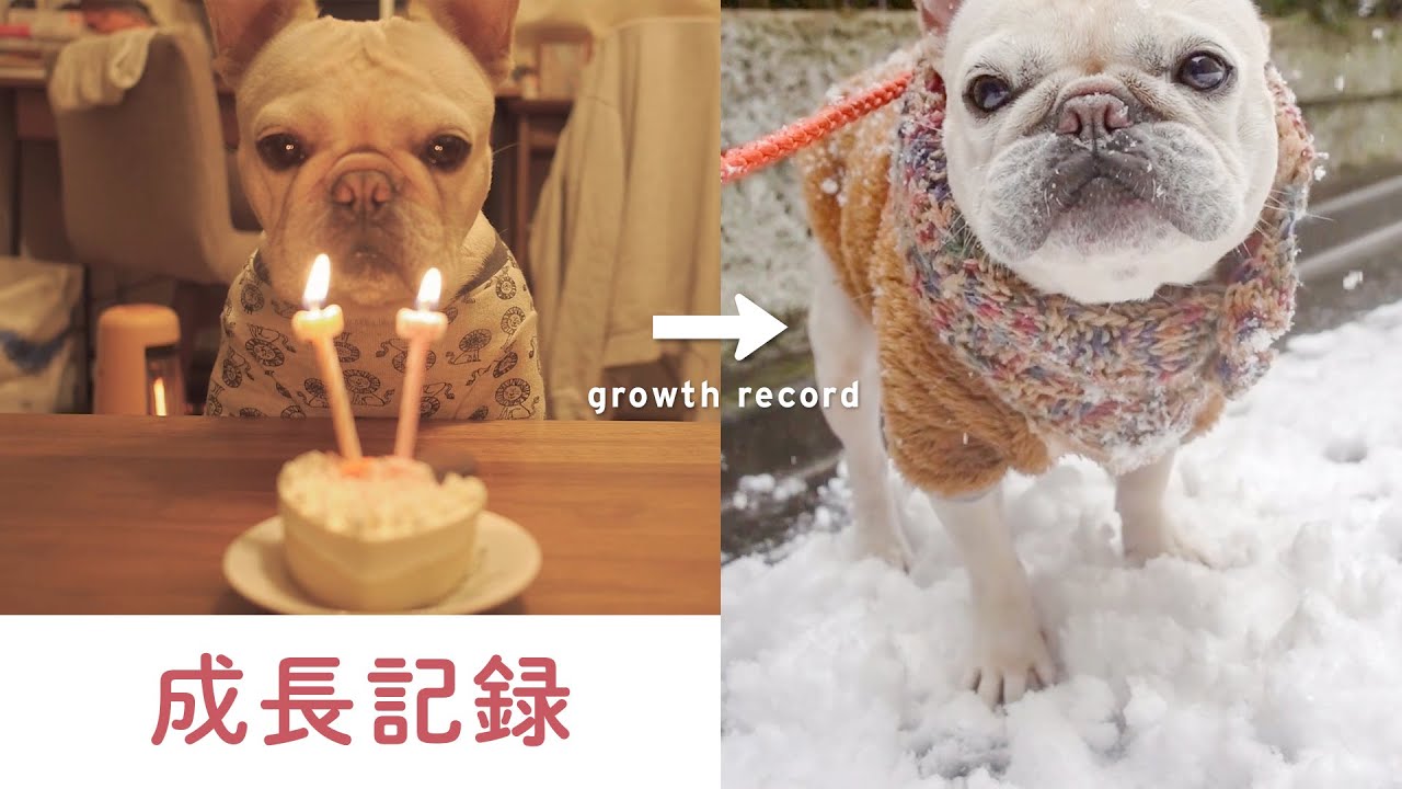 フレンチブルドッグ1才〜6才までの成長記録をまとめてみたら［Frenchie］