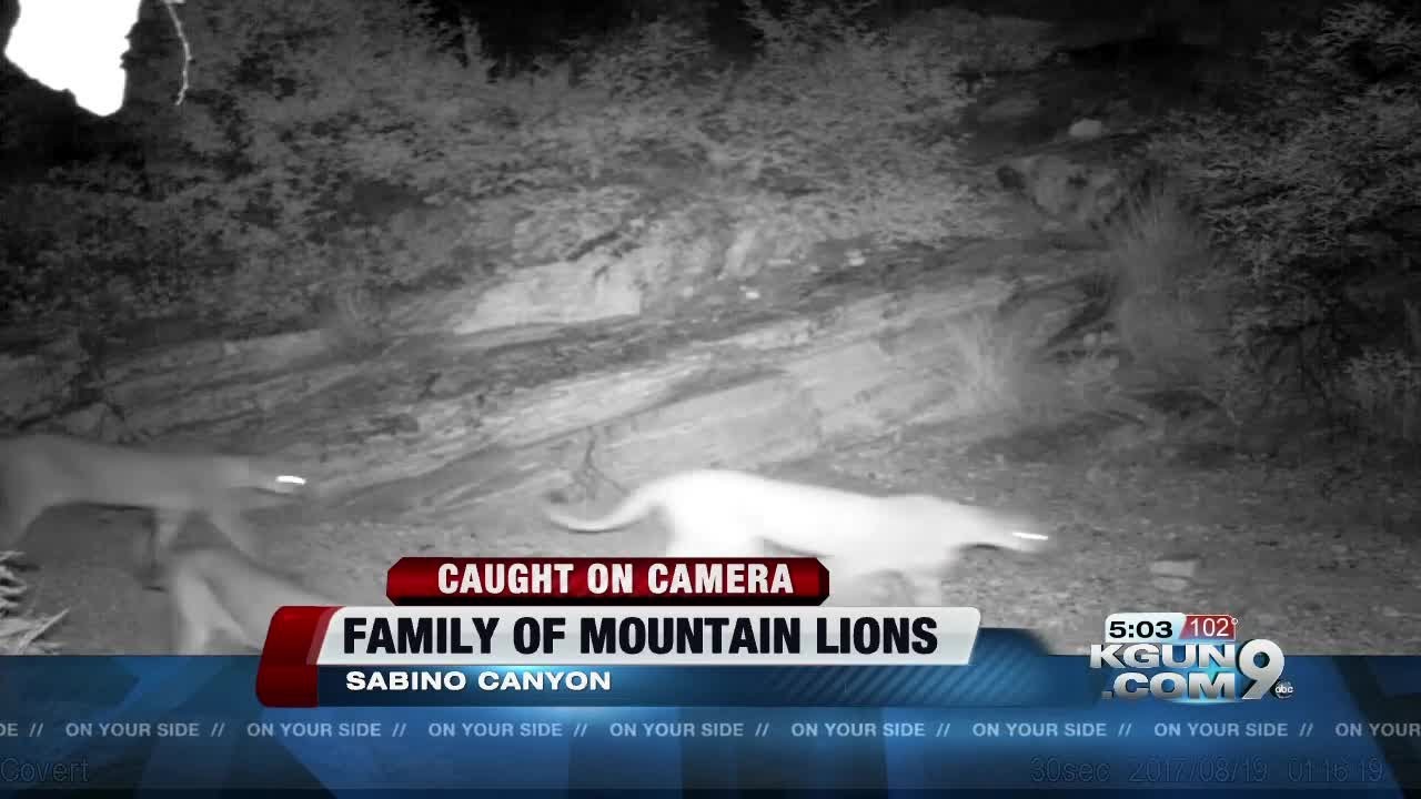 CAUGHT ON CAMERA: Mountain lions spotted at Sabino Canyon