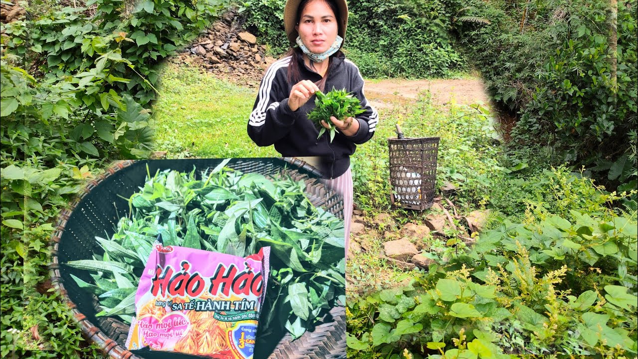 Going up the mountains to gather some wild vegetables and cook them with intant noodles.