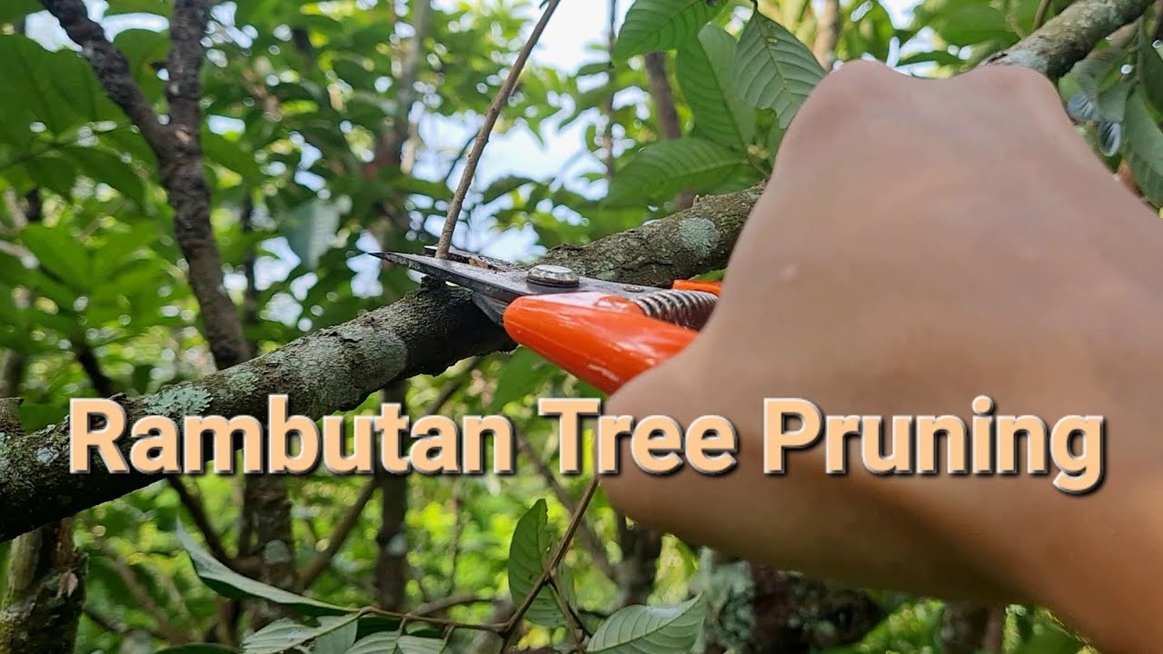 Vlog Ep. 3 - PRUNING | TREE CUTTING | TIMELAPSE | RAMBUTAN & PULASAN TREE