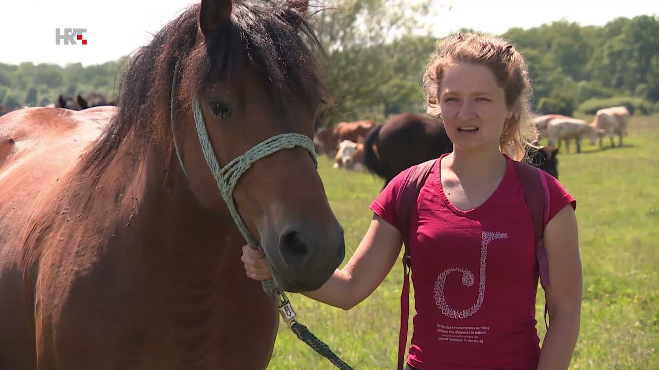 Ispaša u Odranskome polju pored Desne Martinske Vesi kao borba protiv strane vrste amorfe, 05.2021.
