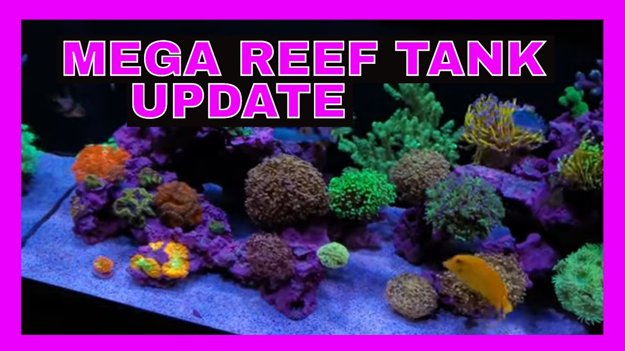 Mega Reef Tank Update - 75 Gallon Reef Tank - Nano Reef Tank