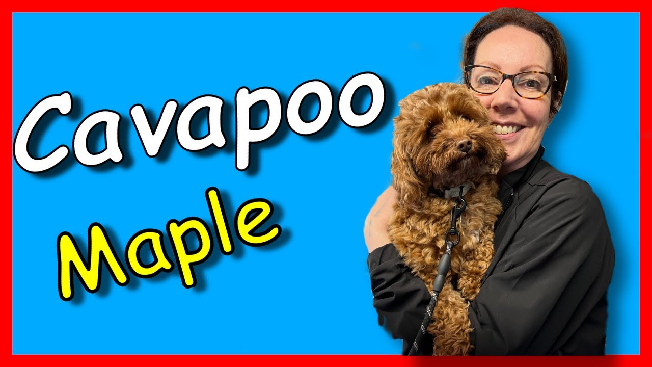 How to groom a dog at home, Transformation of a CAVAPOO!