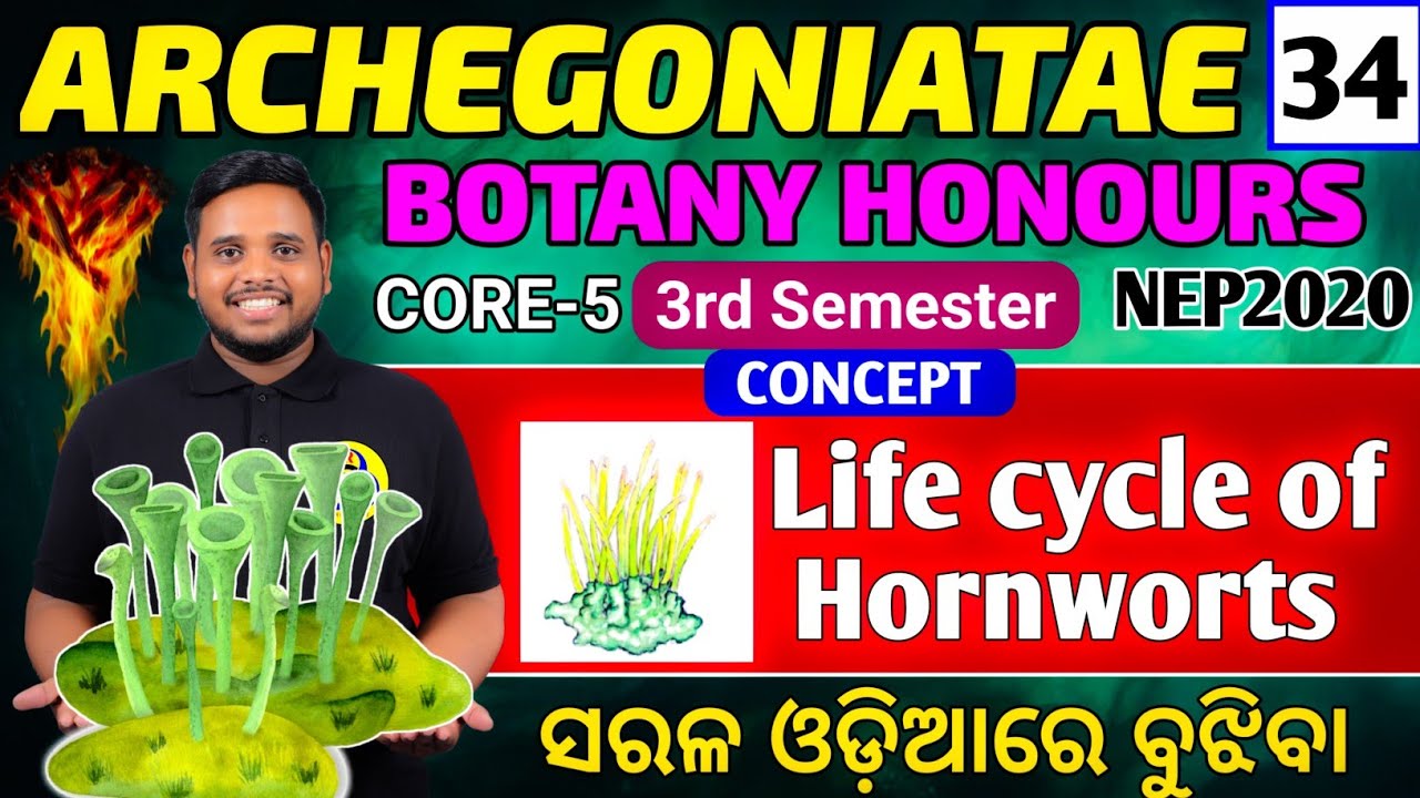 Life cycle of Hornworts|Anthocerotopsida|Life cycle|Bryophytes|Botany honours core-5|Botany honours