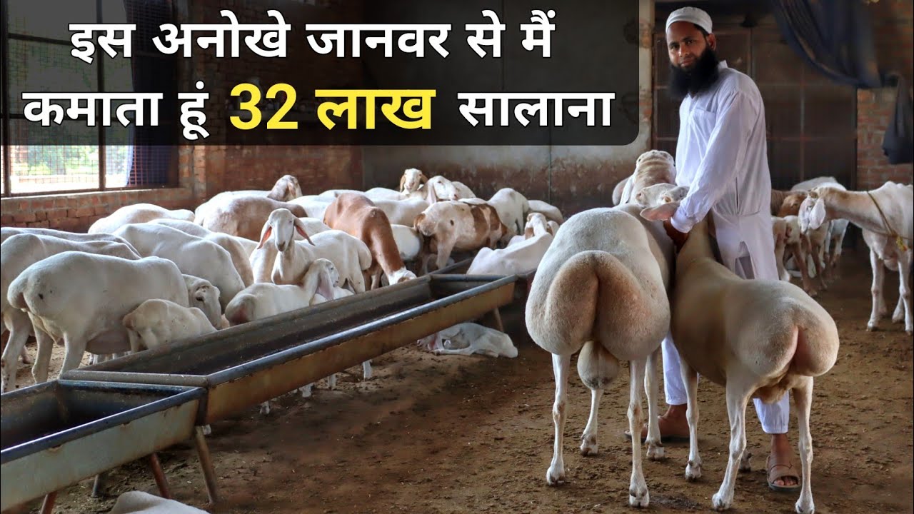 गांव में घर बैठे Turkey Dumba Farming से लाखों की कमाई | Dumba Palan | Turkey Dumba Farm In India