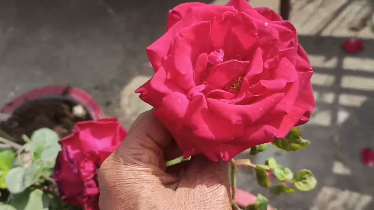 रूफटॉप गार्डनिंग में गुलाब का फूल