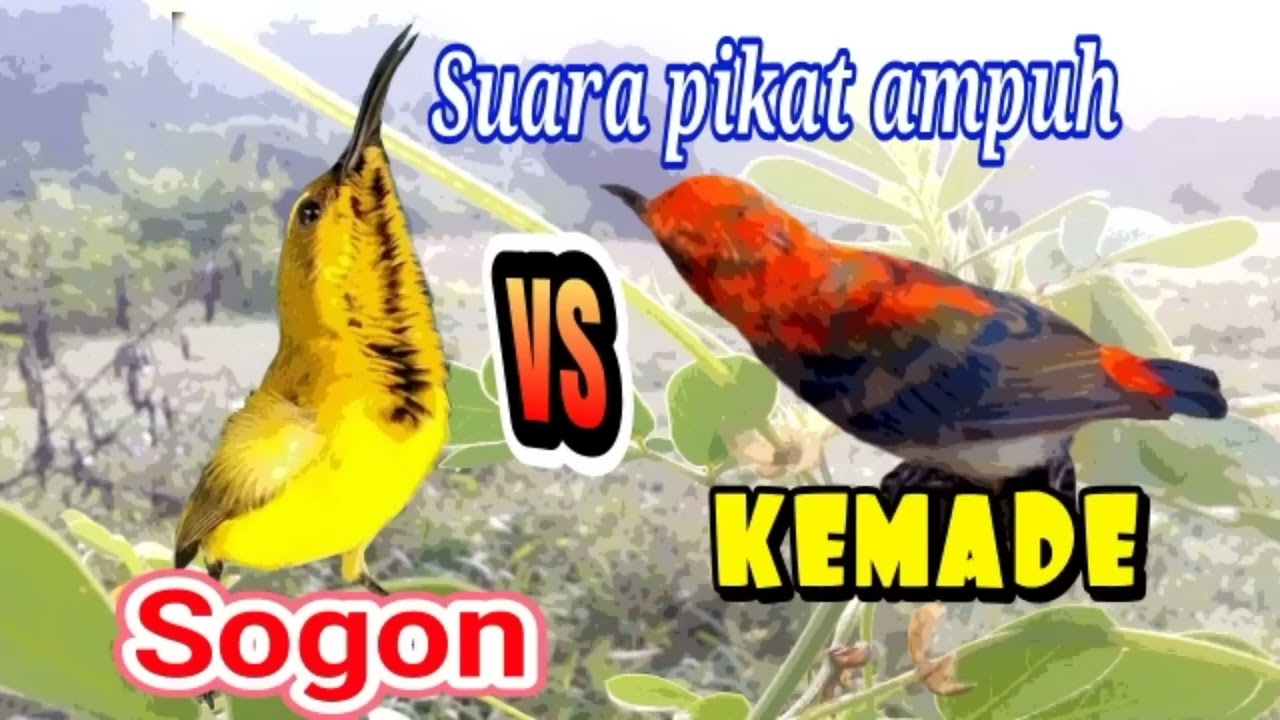 suara pikat paling ampuh