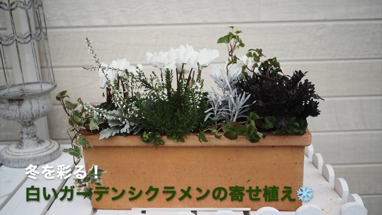冬を彩る！白いガーデンシクラメンの寄せ植え❄️