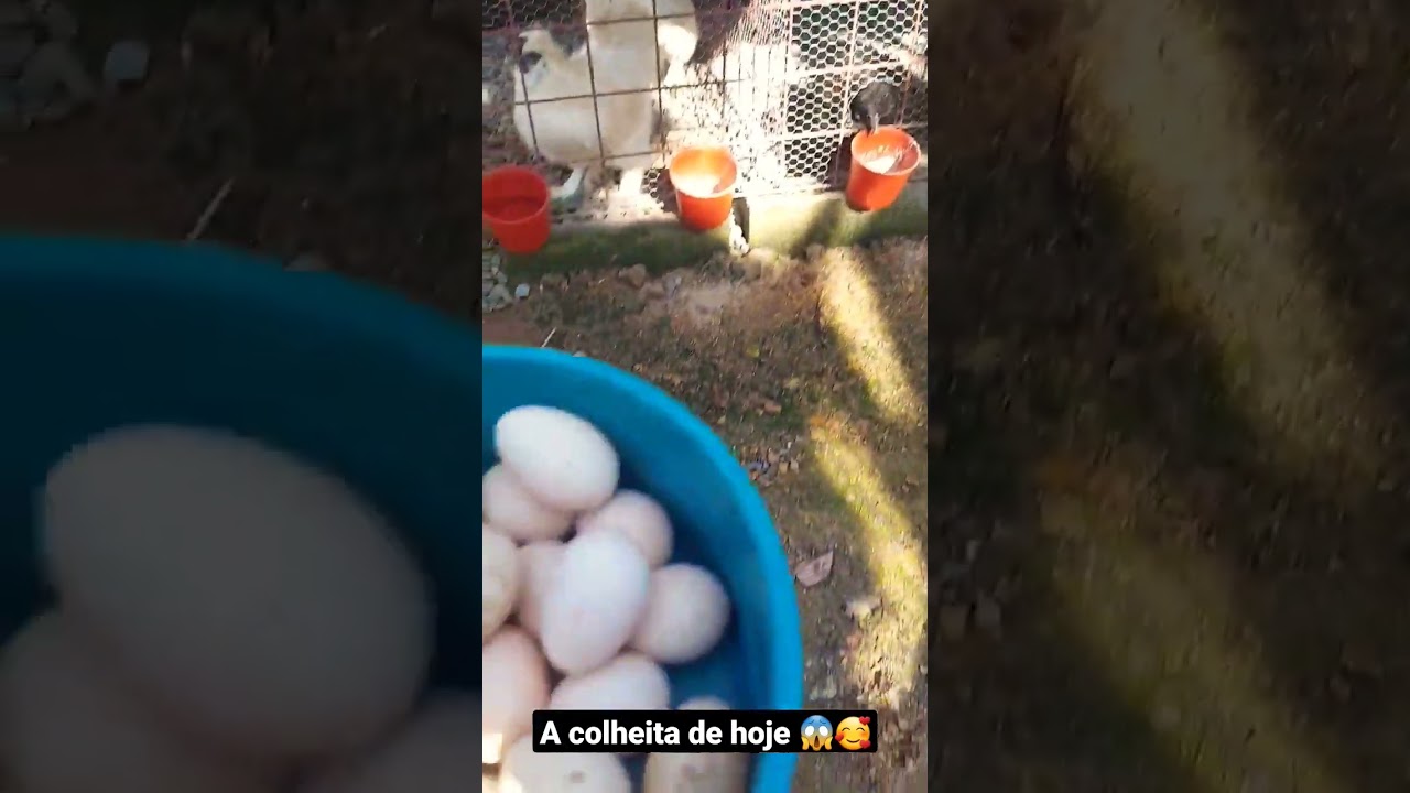 A colheita de hoje 😱 Ovos galados 🥰 Galinha Sedosa