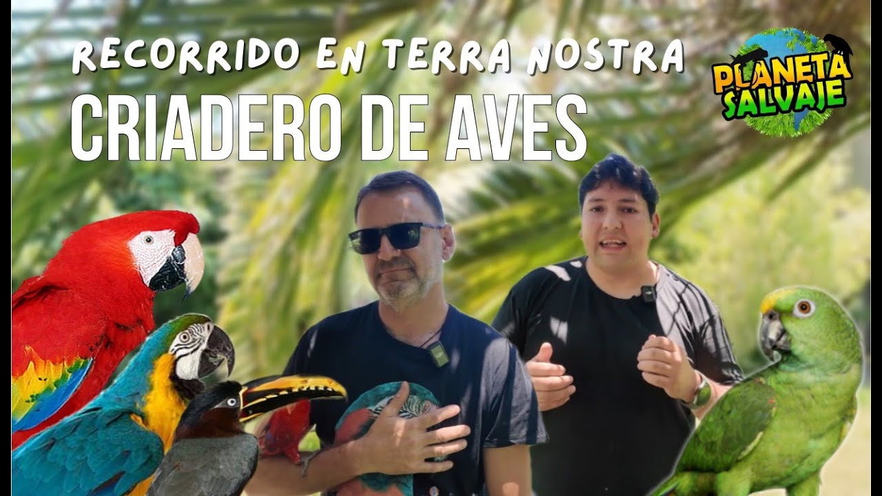 VISITANDO A TERRANOSTRA UN CRIADERO DE LOROS EN CHILE