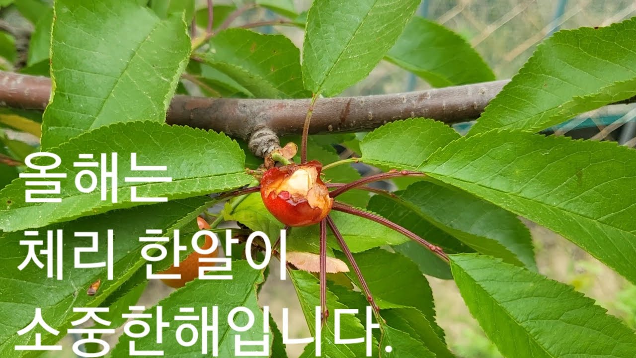 체리 🍒 판매, 체험 내년에나...