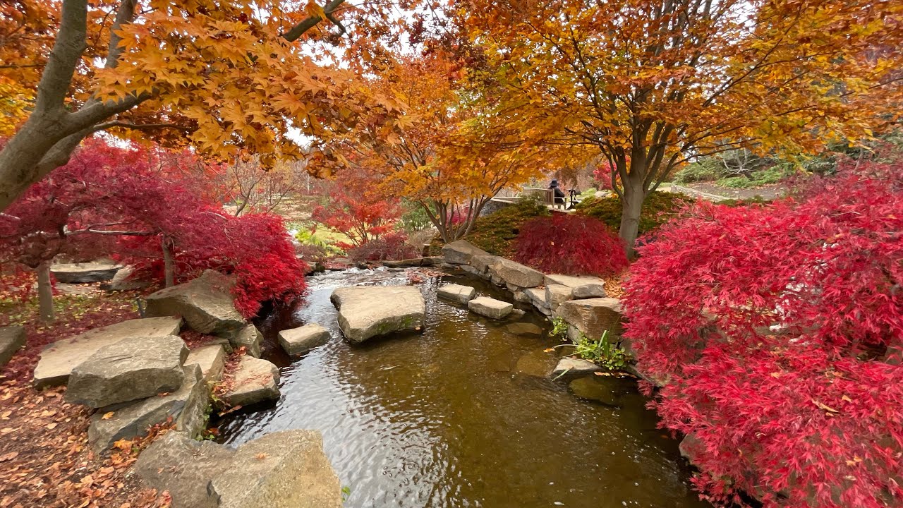 Mùa Thu của Mẹ 12/5/2025 #mothersday in #mayfield #autumn #garden #australia