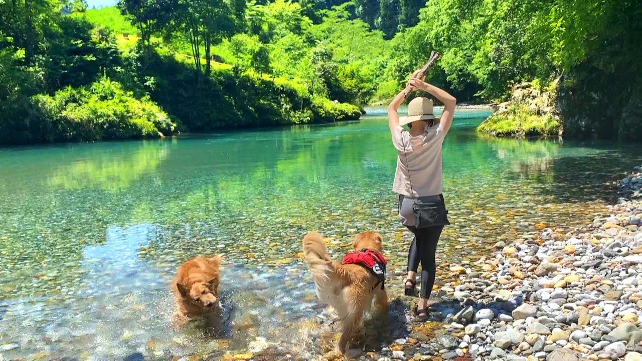 川（楽園）で大はしゃぎするワンコ達が可愛すぎるww
