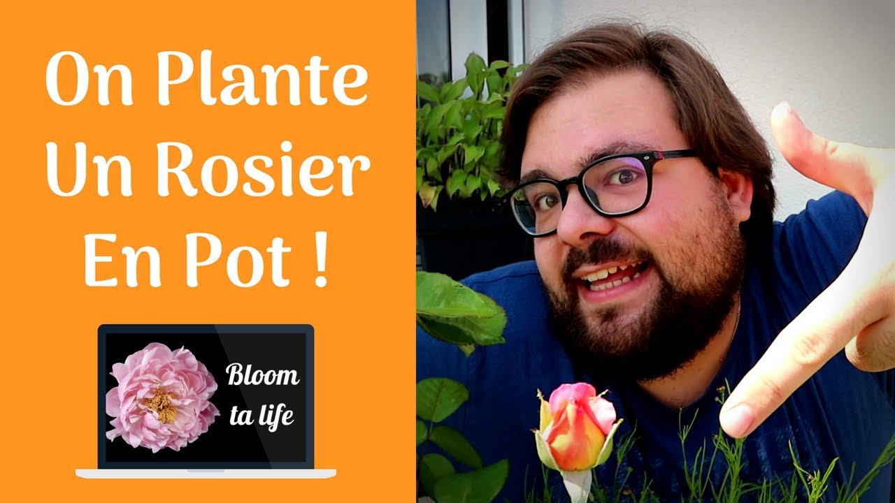 Je Plante Un Rosier En Pot - Bloom ta life