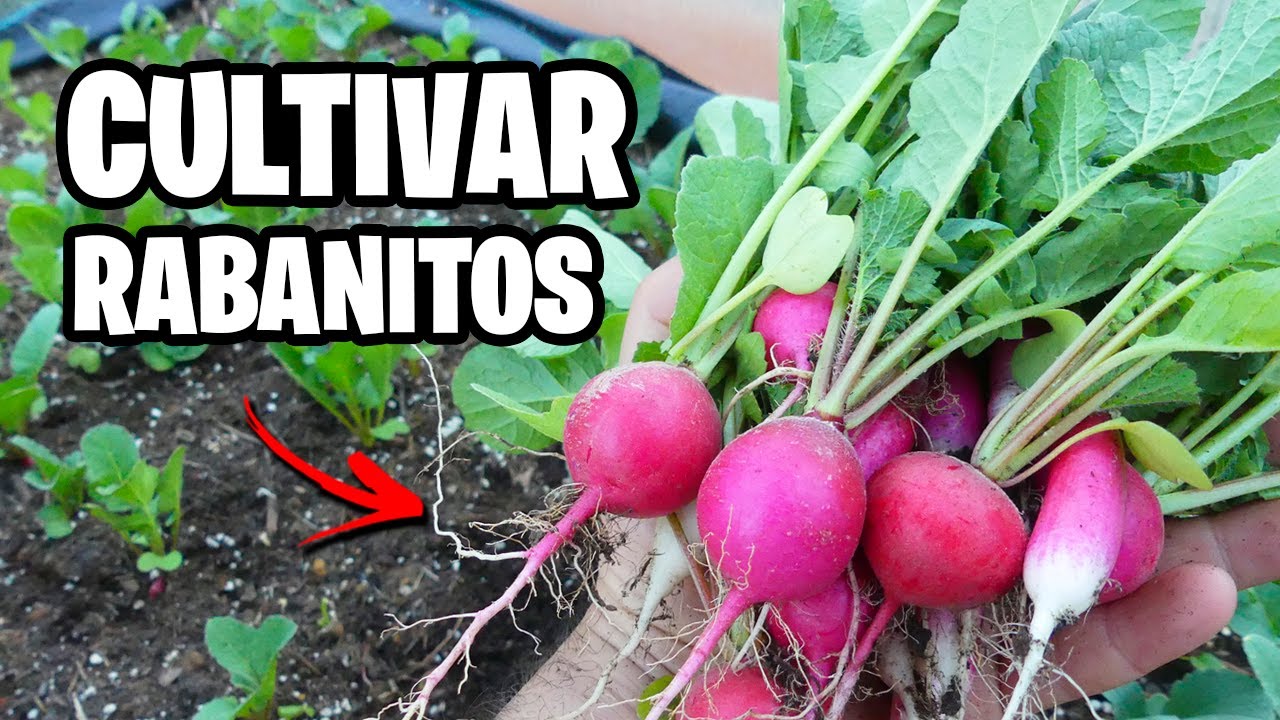 Como CULTIVAR RABANITOS con Éxito 🌱 La GUÍA COMPLETA | La Huerta de Ivan