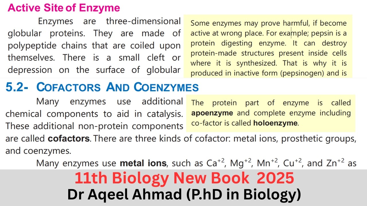 Cofactors And Coenzymes | 1st Year Biology New Book 2025 | Chapter 5 | Topic 5.2 I Lecture 2