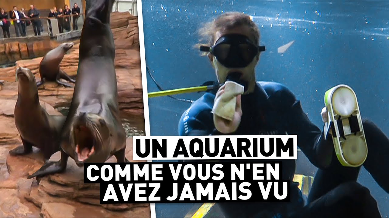 UN AQUARIUM COMME VOUS N'EN AVEZ JAMAIS VU