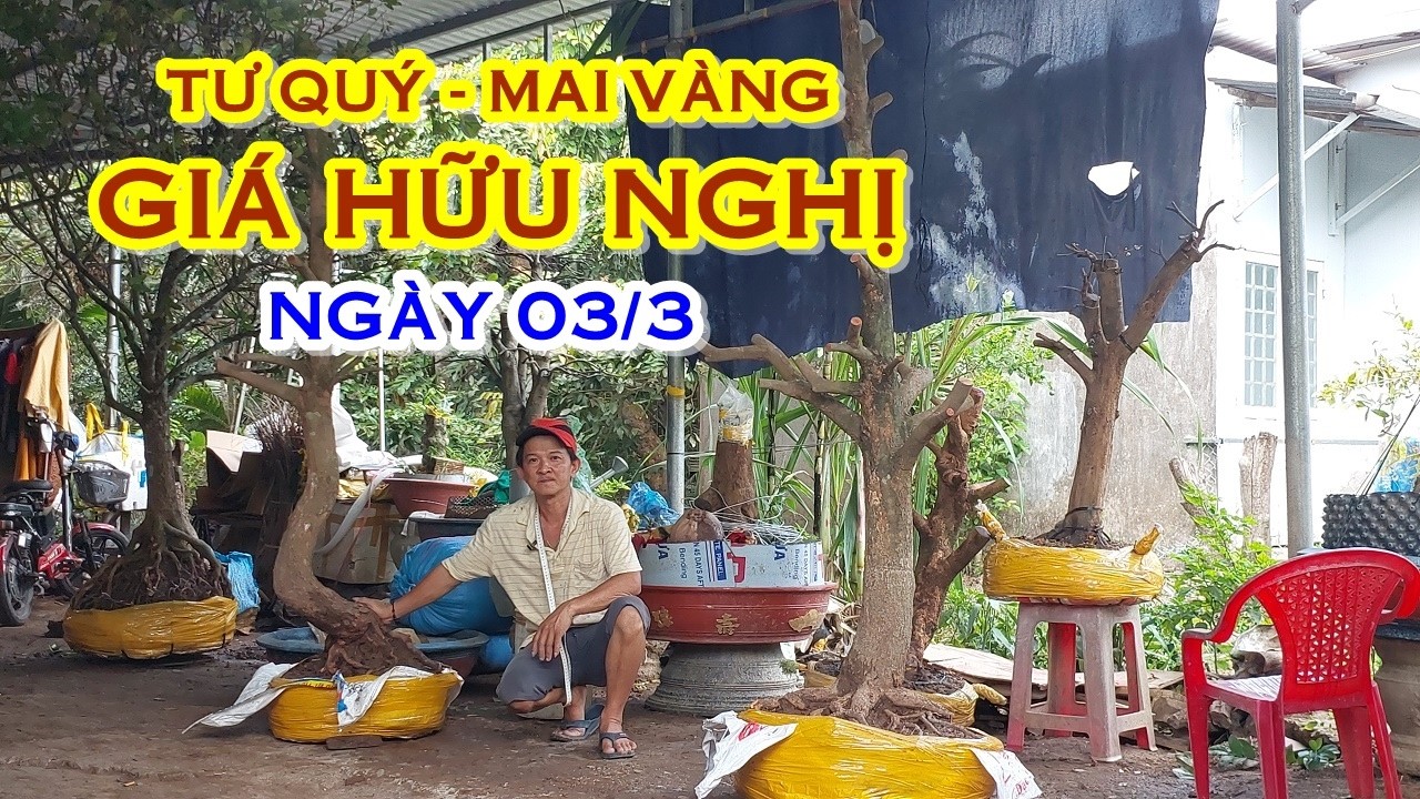 ANH NĂM 📲 O788822277 GIÁ TỐT - MAI TỨ QUÝ, MAI VÀNG GIAO LƯU NGÀY 03/3 