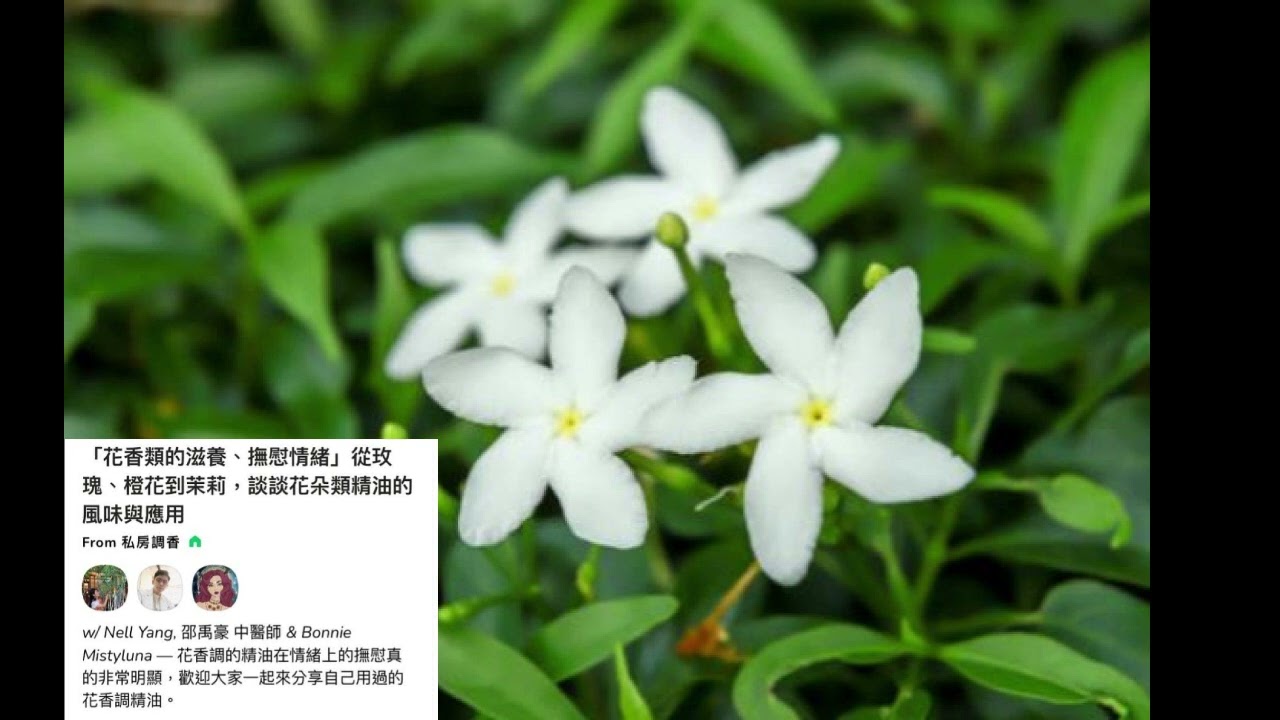 【私房調香】Podcast精華--茉莉精油介紹