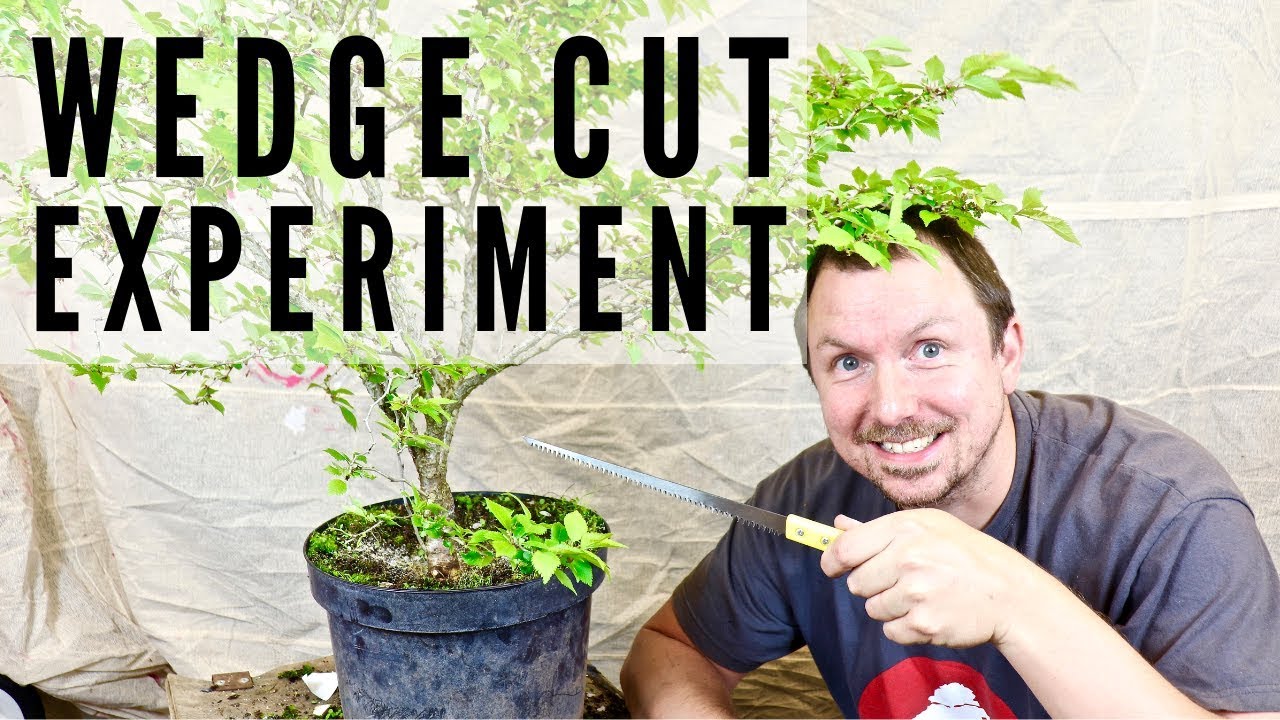 Fuji Cherry Nursery Stock: Bonsai Wedge Cut (Experiment)