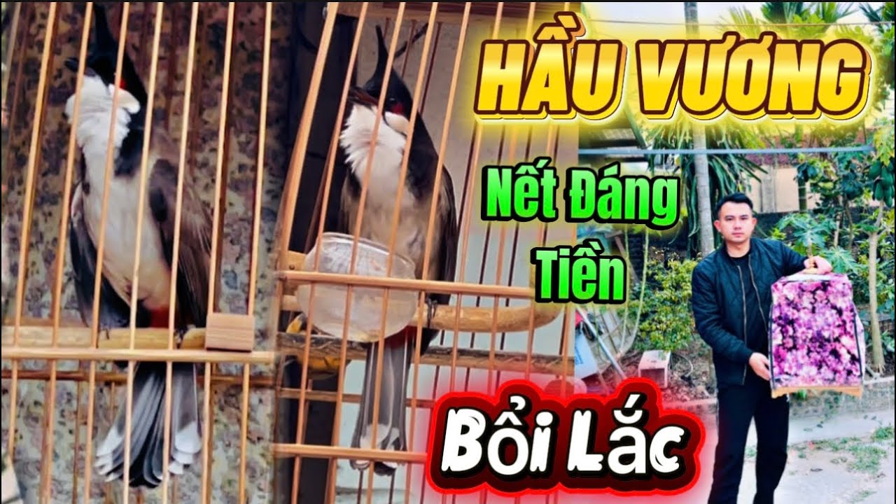 BỔI LẮC LỘ DIỆN | NẾT ĐẤU TRƯỜNG | LẬT DÍ TỰ SỬ | CHIẾN MÃ TƯƠNG LAI | SIÊU GIÀ RỪNG 