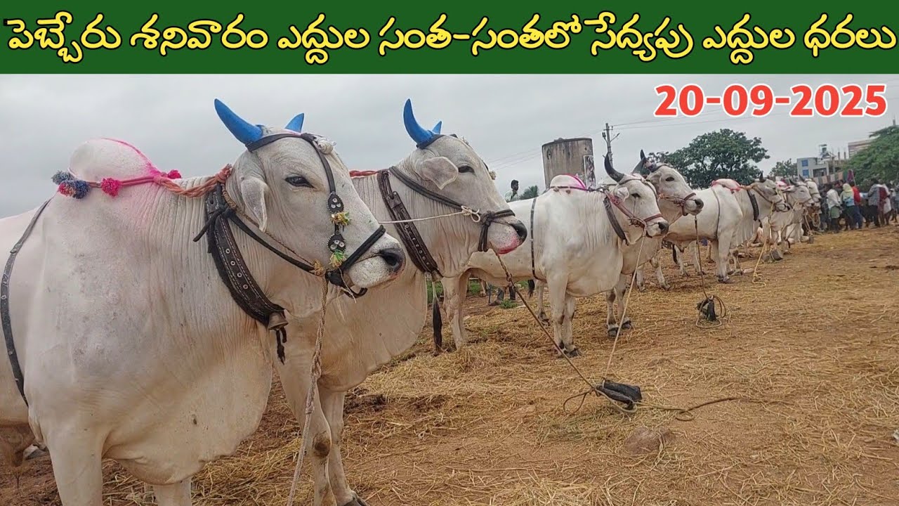 పెబ్బేరు శనివారం ఎద్దుల సంత | Pebbair Saturday Bulls market | Oxen prices | 20-09-2025 