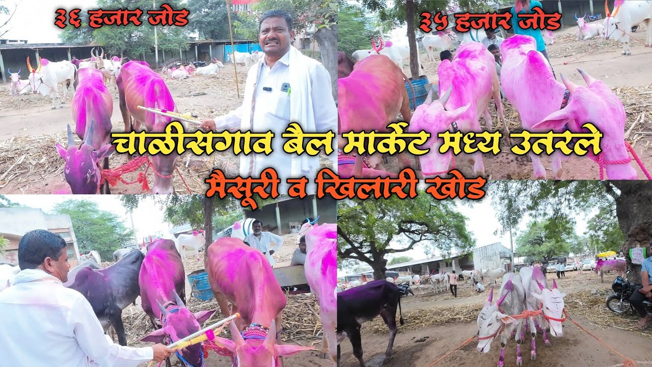 चाळीसगाव बैल बाजार मध्य उतरले मैसूरी व खिलारी खोंड शनिवार दि.25/10/2025