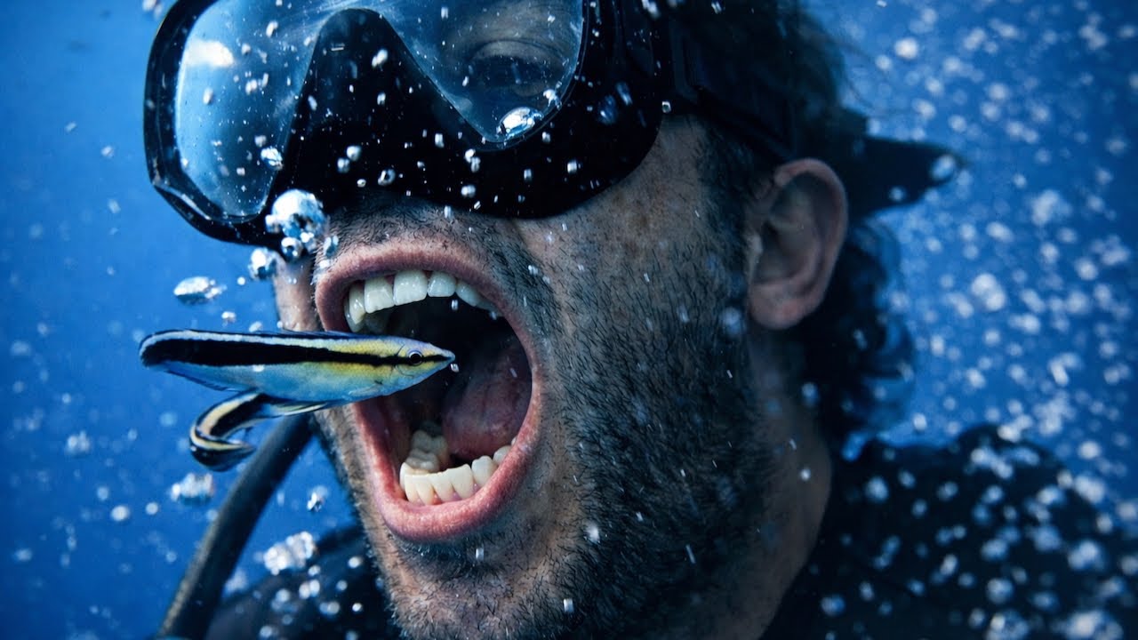 Fish in Diver's Mouth - The Underwater Dentist