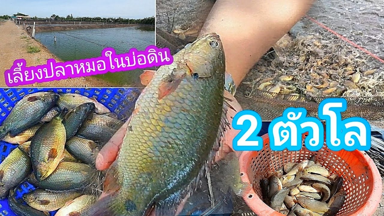 การเลี้ยงปลาหมอในบ่อดิน ปลาหมอแปลงเพศ เลี้ยงง่ายหรือเลี้ยงยาก มีขั้นตอนอะไรบ้าง
