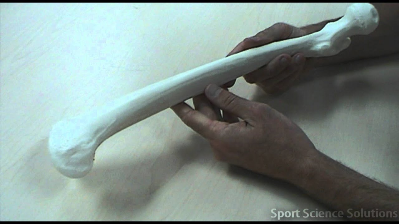Bones of the Pelvic Girdle and Lower Limb