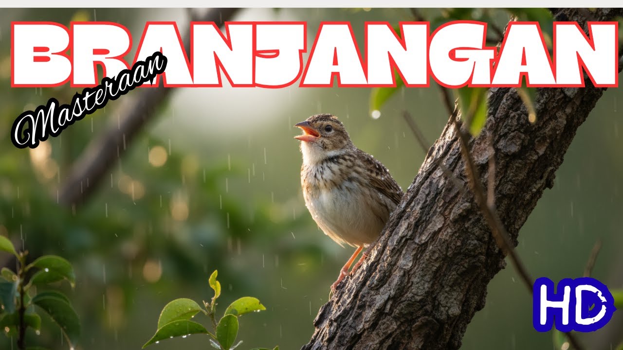 Kicau Branjangan Gacor: Terapi Burung Macet Bunyi & Relaksasi Pikiran