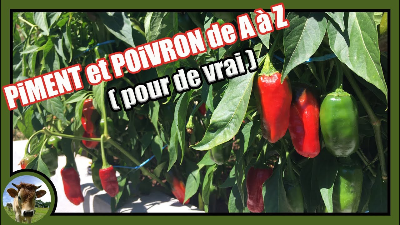 Une culture de piment (poivron) de A à Z 🌶 Semis terrine, transplantation godet, plantation, poudre
