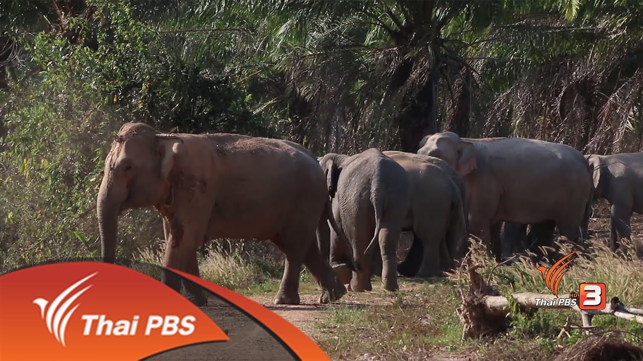 ที่นี่บ้านเรา : ตามช้างที่แก่งหางแมว (8 มี.ค. 60)