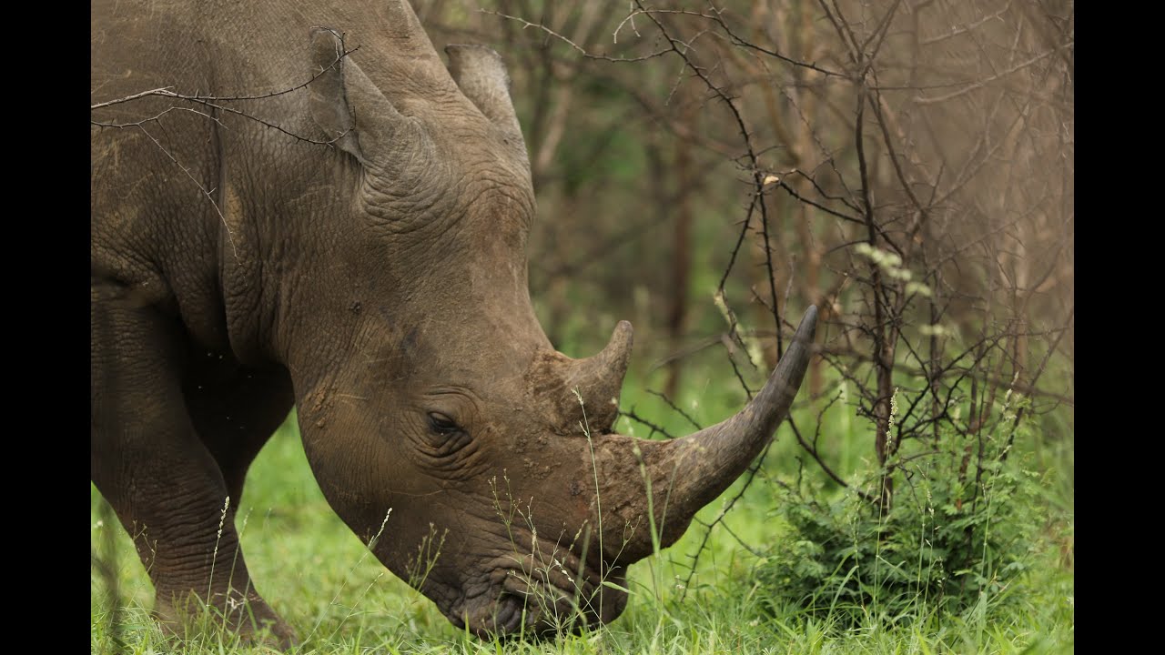 2019 12 28 Eswatini - Mkhaya Game Reserve