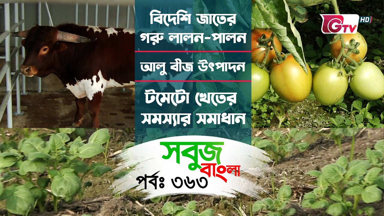 বিদেশি জাতের গরু লালন-পালন | আলু বীজ উৎপাদন | টমেটো খেতের সমস্যার সমাধান | Sobuj Bangla- EP 363