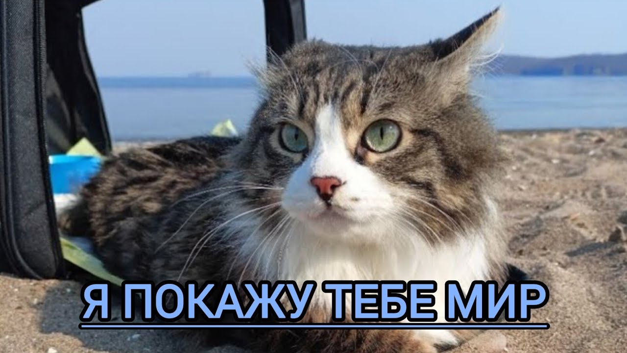 Я покажу тебе мир 🐱 #travel