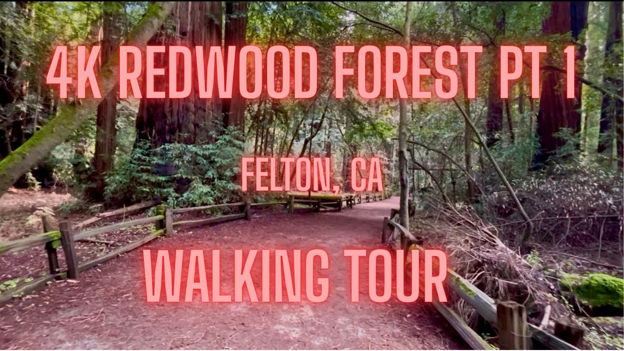 4k Walking Tour- Henry Cowell Redwood State Park PT 1