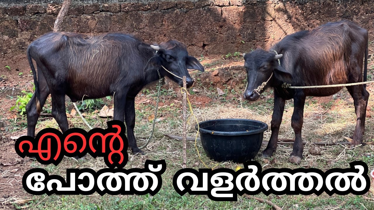 എന്റെ  പോത്ത് വളർത്തൽ  | Buffalo Farming in Kerala | pothu valarthal kerala