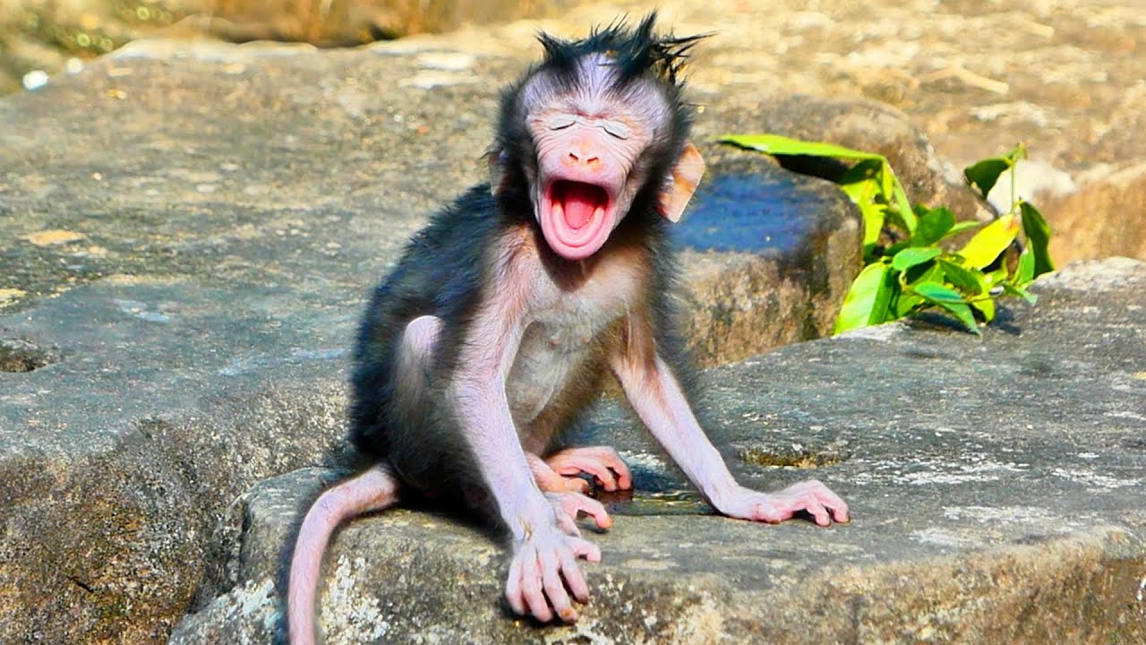 MONKEY DOCUMENTARY | TINY BABY CAN'T WAIT MUM FOR MILK | GREAT LIFE BABY | NICE CLIP