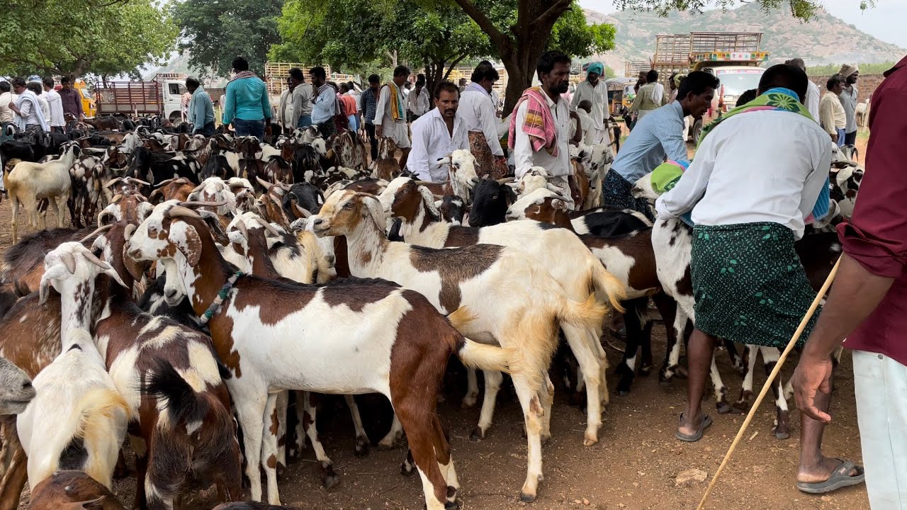 Vinukonda goat market | Monday sheep market