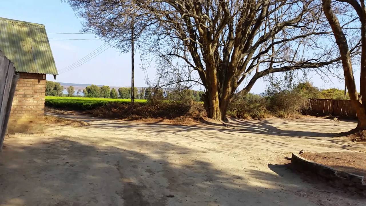Mufindi Tea Plantation