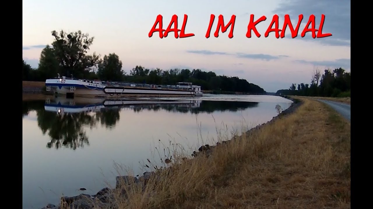 🐟Aalangeln im Sommer am Kanal!