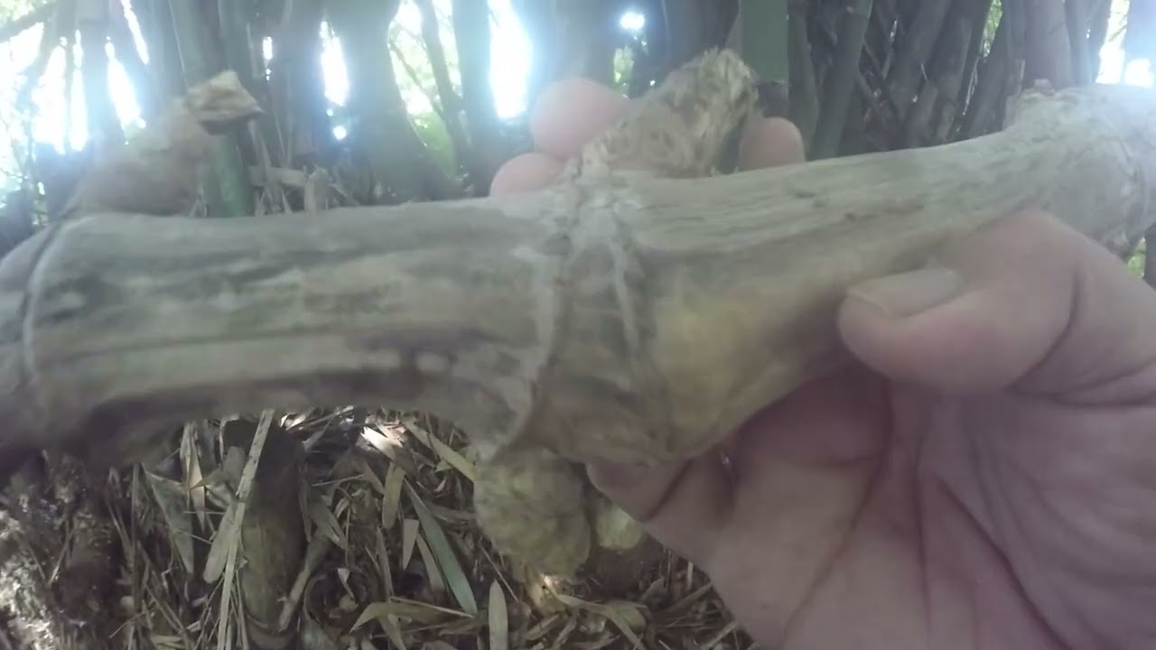 BILA NEMU BAMBU PETUK SEPERTI INI WAJIB BAWA PULANG..