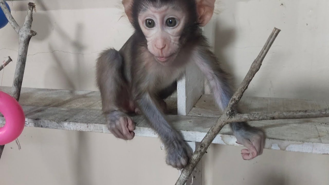 Baby monkey Boni is happily playing alone
